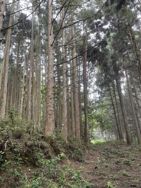 麥巴來山~五峰最美的山...1697180