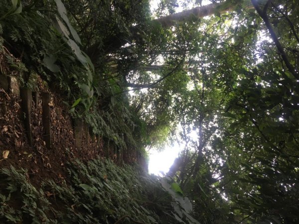 六寮崙山、雞罩山、白雞山8字走2371086