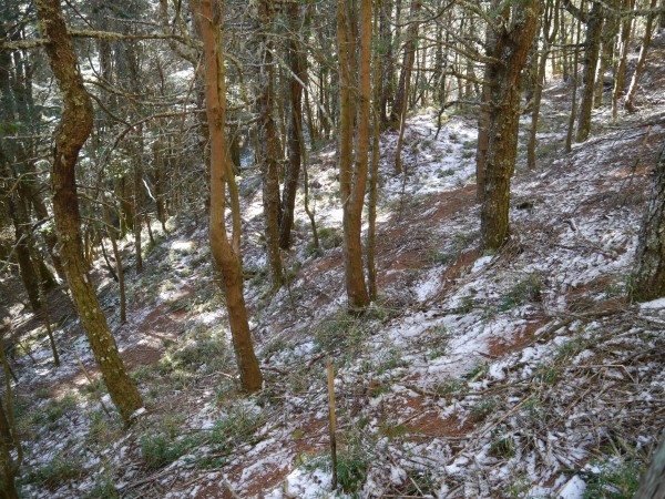 滑溜溜的郡大山~滿山遍谷未融化的積雪~251105