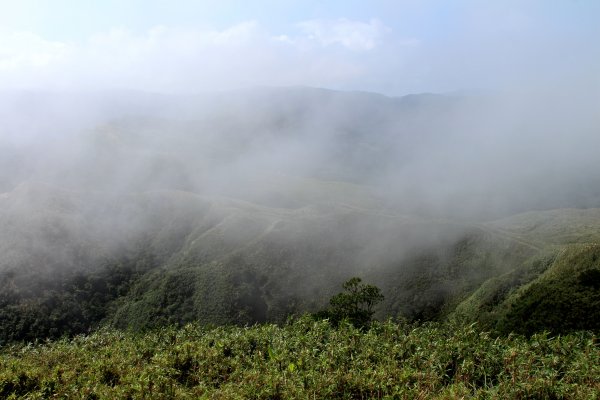 草嶺古道-桃源谷遍野芒花翻飛，飽覽絕美山海奇景！2335603