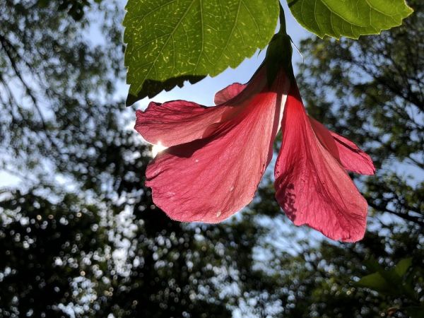 四獸山花草旅379078