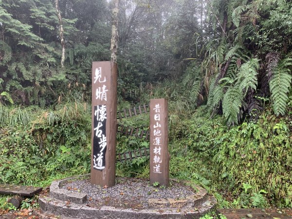 【步道尋幽】太平山見晴懷古、台灣山毛櫸1181516