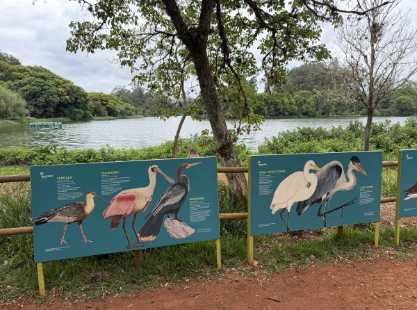 [紐約馬之行-69] 2025_1116 伊比拉布埃拉公園-下2955166