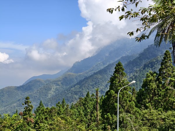 [百山百鳥尋旅-05/15] 2025_0830 溪頭賞鳥步道_銀杏步道2875498