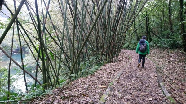 璀璨百年淡蘭古道～崩山坑古道、溪尾寮山、保城坑古道、虎豹潭步道O走1313418