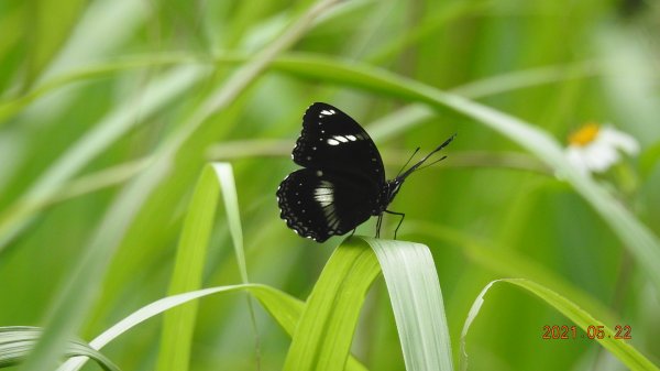 蝶戀花?! 花蝶戀?!1405244