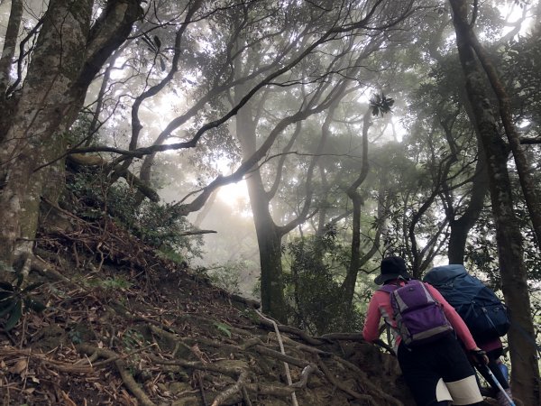 【杜鵑嶺上加里山】陪著孩子一起上山的大朋友1349238