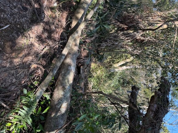 坪林五山縱走 ：九芎根山、金紙崙山、鳥嘴尖山、倒稍楠山、紀州寮山O形2745287