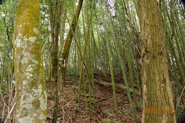 苗栗 大湖 雞冠山(細雞岑山)1528948