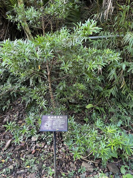 [屏步青雲 尋寶任務-03/10] 2024_0917 雙流國家森林遊樂區（瀑布步道）2597731