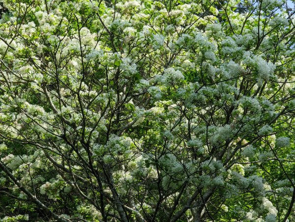 2023-04-03 東眼山自導式步道2792659