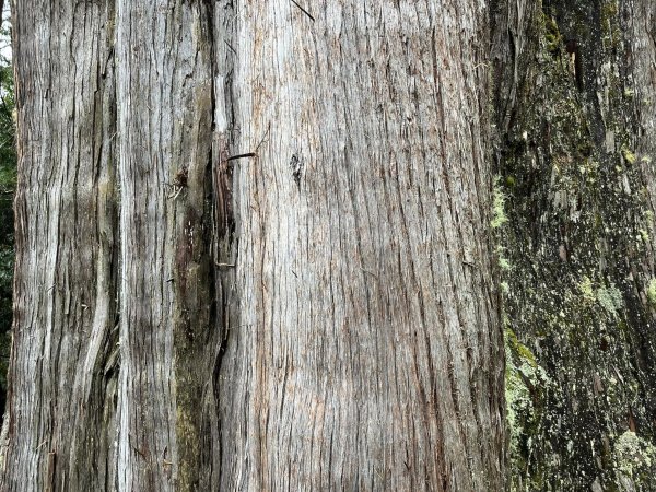 大雪山森林遊樂區2737497