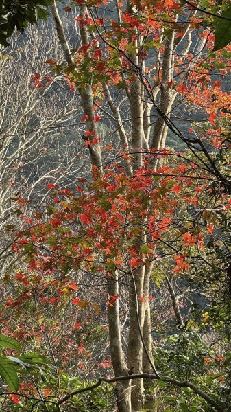 20260117三峽雲森瀑布2990311