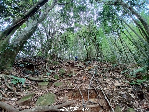 【南投。鹿谷】陡上陡下換美景相送。 小百岳集起來。 編號53小百岳溪頭鳳凰山步道1614356