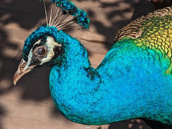 登山攝 #31 | 高雄南柴山 - 壽山動物園健行