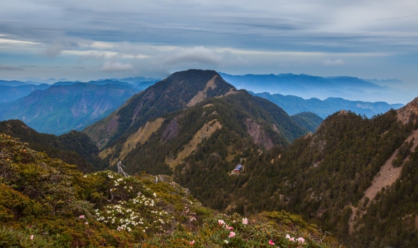 臺灣最高的杜鵑花 -玉山北峰，圓峰杜鵑花況42134