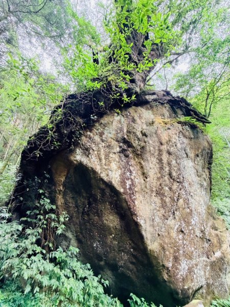 1150730嘉義大凍山之旅3092603