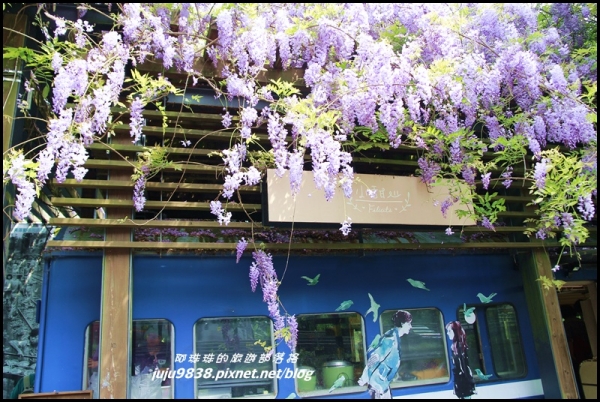 新竹內灣。愛情火車站。紫藤。苦楝。薰衣草紫色浪漫大爆發