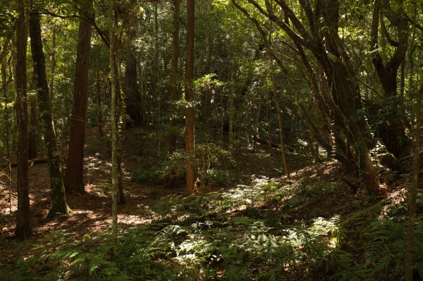 【秀巒-芝生毛台山】砲台遺址1030527