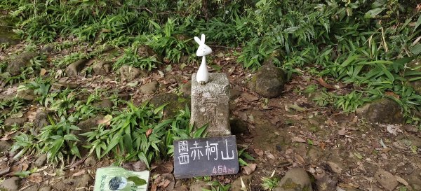 關西赤柯山+赤柯山南峰+東獅頭山+西獅頭山 O型-2026/08/113102692