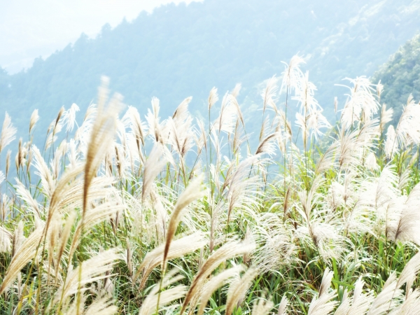 步道小旅行-賞芒聖地五分山3885