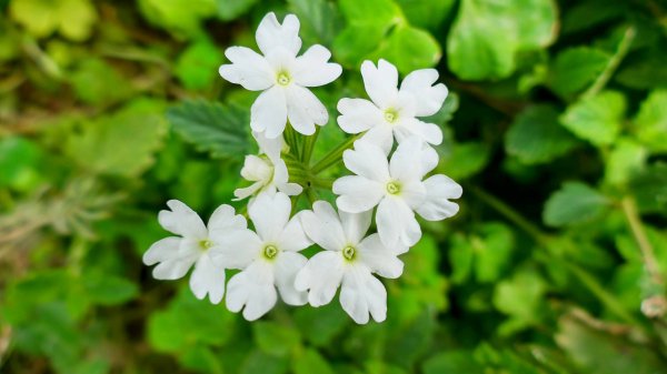 《蝶戀花。五色春深》2731647