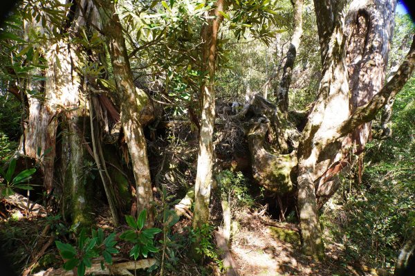 桃園 復興 把家灣山、低陸山2865351