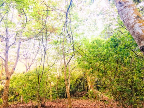 瓏美麗一週一步道（馬那邦山）558312