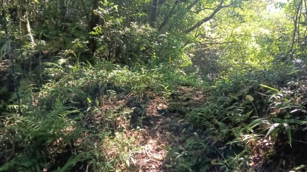 雙溪瑞芳區三貂嶺車站-幼坑古道-魚寮山-頂坑山-大煙囪-尪子崙坑-牡丹車站3128504