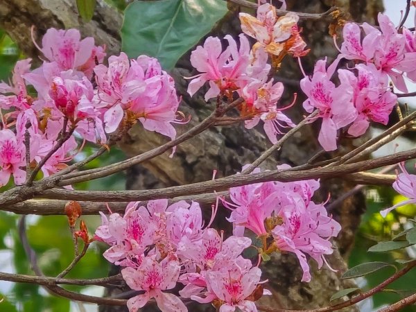 谷關松鶴橋對面的德芙蘭生態步道順登東卯山西南峰2748327