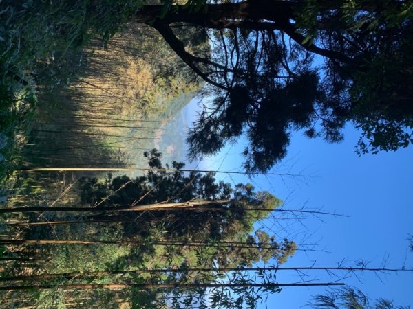 奮起湖大棟山1547918