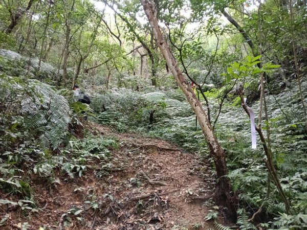 基隆市三層山+湳子大崙+淡基橫斷古道+面桶寮土地公2982216