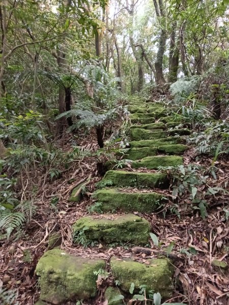 瑞芳區後凹古道+金字碑古道+三貂嶺山+三貂大崙O型2761691