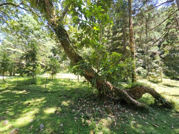 福山植物園 - (宜蘭)臺灣百大必訪步道2557625