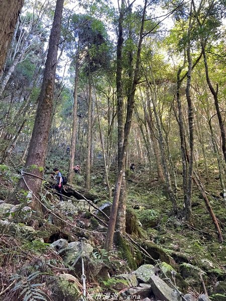 【台中。和平】綠蔭杉林大口森呼吸。 橫嶺山自然步道x橫嶺山主峰1497936