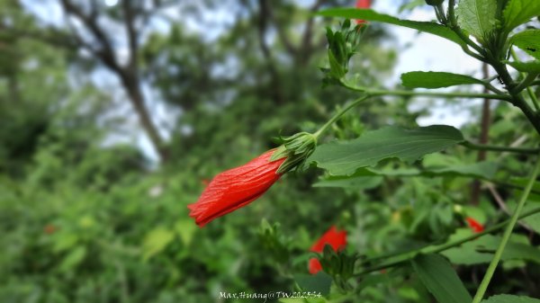 《新竹》城市微旅｜十八尖山+香山濕地賞蟹步道202511012928393