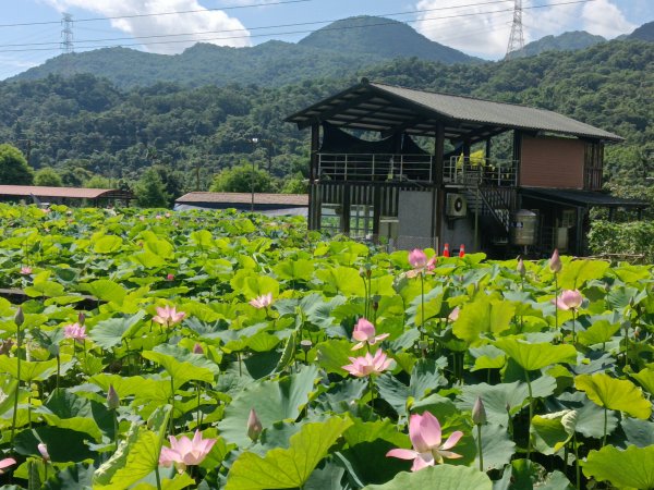 雙溪區彎穹夏日荷影2806549