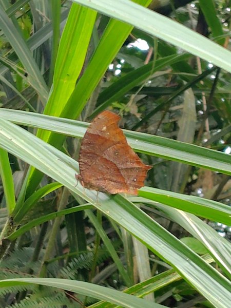 石盤坑 墘溪 橫屏山西峰 橫屏山2890703