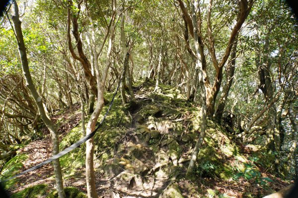 桃園-三峽 志繼山、東眼山、拉卡山、卡外山3005196