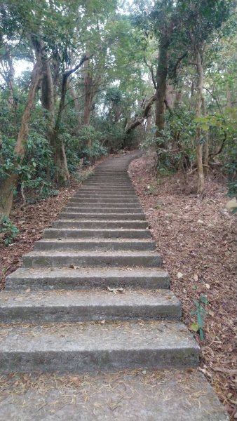 連走松柏坑山和橫山小百岳1555574