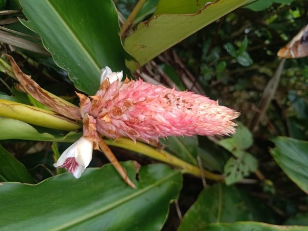 梅山鄉撿山頭2449390