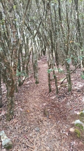 20251010 大雪山國家森林遊樂區 - 船型山林道 登 烏石坑山2911180