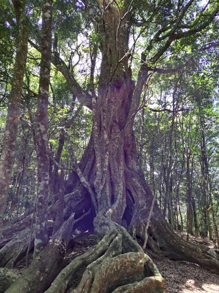 小出山(惠蓀林場上)202304162118339