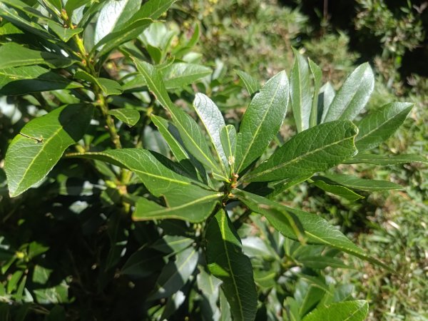 麟趾山附近的花草2620880