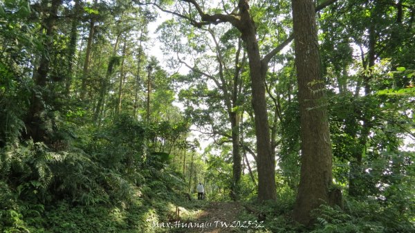 《苗栗》古道柳杉｜雲洞宮鳴鳳古道南長城步道登三湖山202505022777109