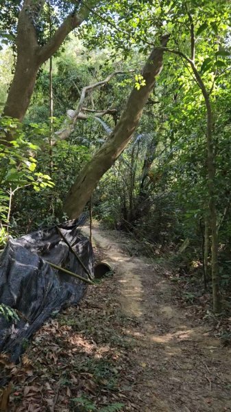 20251223芎林文林古道O走+雞寮坑山+芎林顯伯公野餐2975922