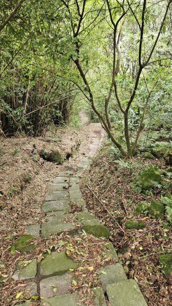 20251115冷水大山-頂中股山2936643