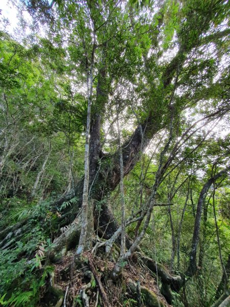 【花蓮富里】 海岸三雄-新港山我來了~1146213