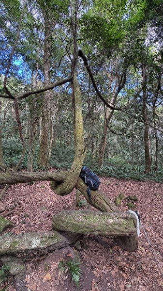 鵝黃色的優雅2960207