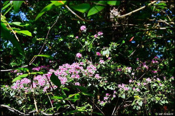 波津加山頂的玉山杜鵑開花了！315720
